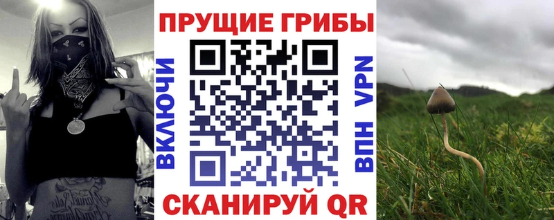 наркотики kraken рабочий сайт Галлюциногенные грибы Psilocybe Майский